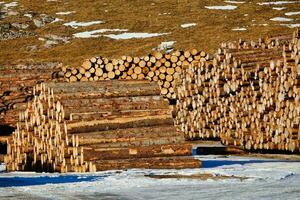 pile de bois photo