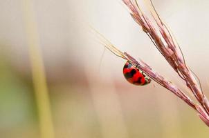 gros plan de coccinelle dans le jardin. photo