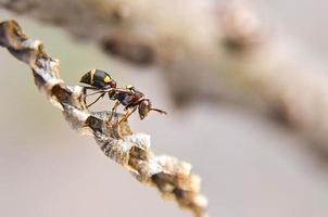 le frelon et le nid, un bâton de guêpes sur le nid. photo