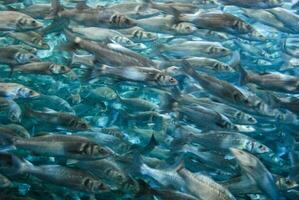 une école de poisson photo