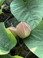 vert feuilles, flore et feuillage photo