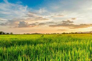 paysage de champ de maïs et champ vert avec coucher de soleil à la ferme