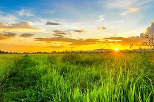 paysage de champ de maïs et champ vert avec coucher de soleil à la ferme photo