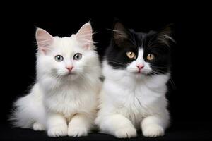 deux magnifique noir et blanc Maine nègre chat, isolé sur noir arrière-plan, deux blanc chats sur une noir Contexte avec une endroit pour votre texte, ai généré photo