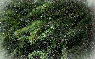 hiver Contexte avec vert épicéa branches et neige. sélectif se concentrer. photo