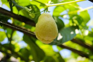 blanc chayote écraser croissance sur arbre branches dans le jardin photo