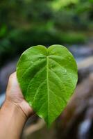 main tenant une feuille en forme de coeur photo