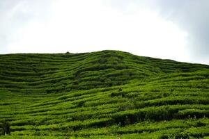 magnifique thé plantation paysage dans le Matin photo