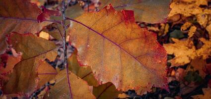 brillant chêne feuilles sur le branche concept photo. octobre paysage. photo