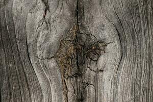 Contexte de une rustique bois texture. le charme de la nature. photo
