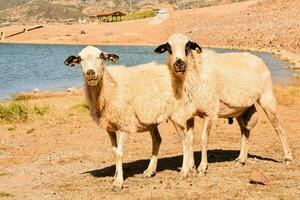 deux mouton permanent suivant à chaque autre près une Lac photo