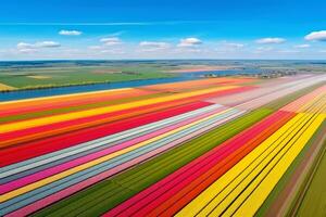 aérien vue de coloré tulipe champs.ai génératif photo