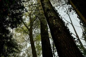 grands arbres dans la forêt photo