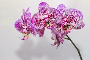 branche de épanouissement violet orchidée fermer, phalaenopsis. photo