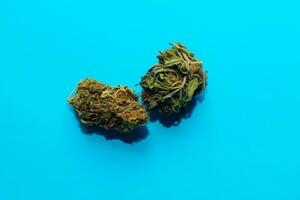 médical marijuana, inflorescences de Shinki cannabis plante sur bleu Contexte photo