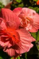 bégonia fleur dans le jardin dans rose Couleur photo