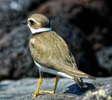 une petit oiseau est permanent sur une Roche photo