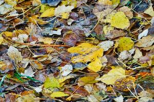 fond avec des feuilles photo