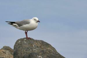 de mouette séance sur rochers photo