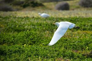 bétail aigrette en volant photo