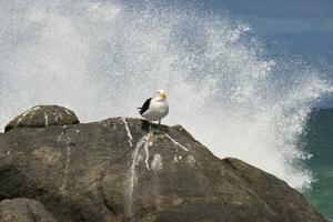 de mouette séance sur rochers photo