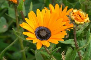 gros plan de fleurs photo