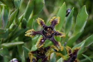 proche UPS de fleurs photo