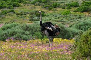 oiseau en marchant dans fleurs photo