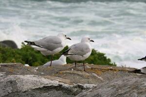 de mouette séance sur rochers photo