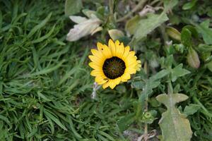 proche UPS de fleurs photo