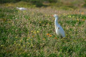 oiseau en marchant dans fleurs photo