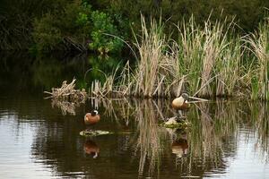 canards dans l'étang photo