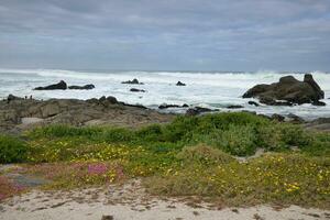 fleurs dans le sable photo