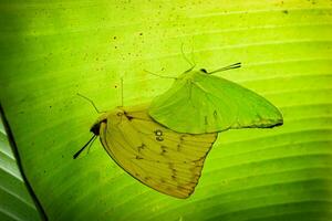 Jaune papillon sur une feuille dans le pluvieux saison. photo