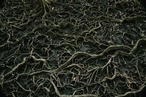 les racines de des arbres cette grandir dans mangrove les forêts. photo