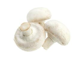 Champignon champignon isolé sur fond blanc photo