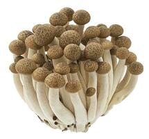 Shimeji champignon, marron hêtre champignons isolé sur blanc Contexte photo