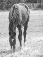 les chevaux sur une Prairie photo