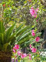 printemps temps dans Funchal Madère photo