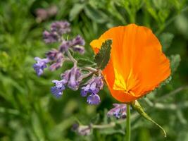 été tiem dans le jardin photo