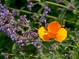 été tiem dans le jardin photo