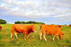 vaches pâturage dans une champ sur une nuageux journée photo