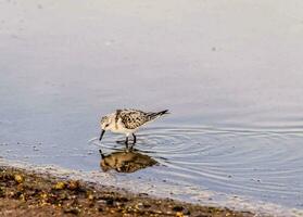 une petit oiseau est permanent dans le l'eau photo