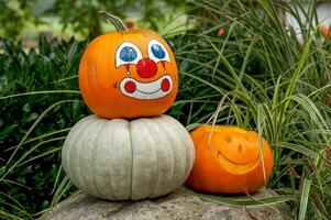 citrouilles dans le jardin photo