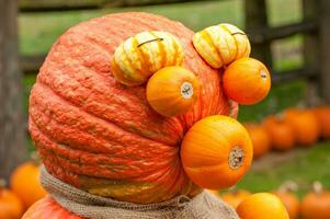 citrouilles dans le jardin photo