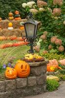 citrouilles dans le jardin photo