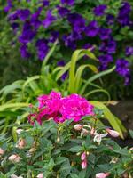 heure d'été dans le jardin photo