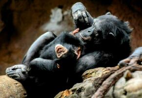 chimpanzés en jouant ensemble dans leur enceinte photo