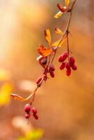 l'automne branches avec feuilles et rouge baies sur branches photo