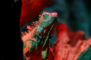 magnifique iguane lézard photo